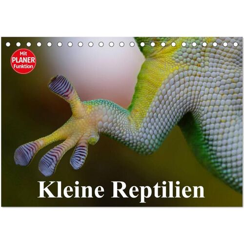 Calvendo Verlag Kleine Reptilien (Tischkalender 2024 Din A5 Quer) Calvendo Monatskalender