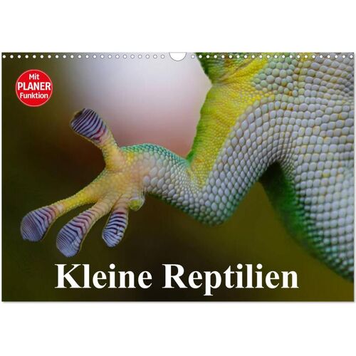 Calvendo Verlag Kleine Reptilien (Wandkalender 2024 Din A3 Quer) Calvendo Monatskalender