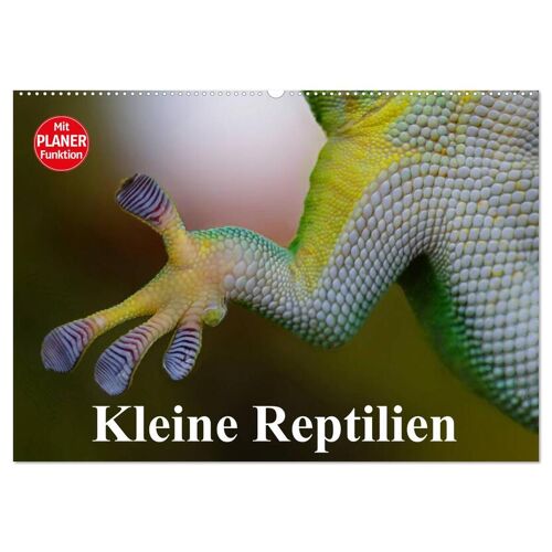 Calvendo Verlag Kleine Reptilien (Wandkalender 2024 Din A2 Quer) Calvendo Monatskalender