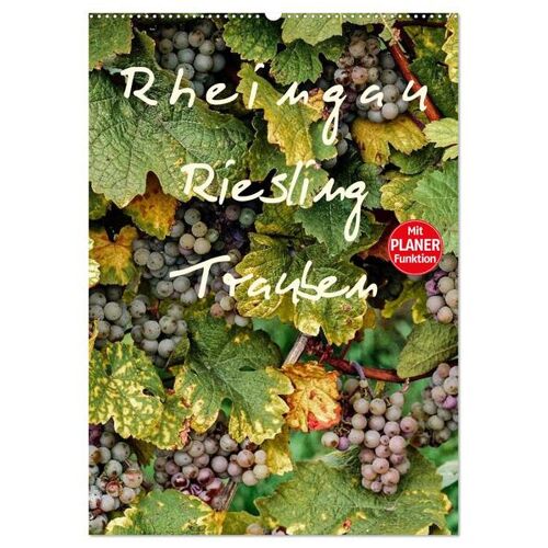 Calvendo Verlag Rheingau – Riesling Trauben (Wandkalender 2024 Din A2 Hoch) Calvendo Monatskalender