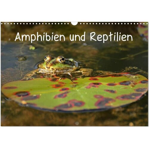 Calvendo Verlag Amphibien Und Reptilien (Wandkalender 2024 Din A3 Quer) Calvendo Monatskalender