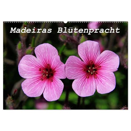 Calvendo Verlag Madeiras Blütenpracht (Wandkalender 2024 Din A2 Quer) Calvendo Monatskalender