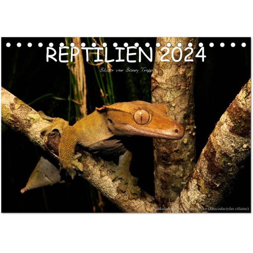 Calvendo Verlag Reptilien (Tischkalender 2024 Din A5 Quer) Calvendo Monatskalender