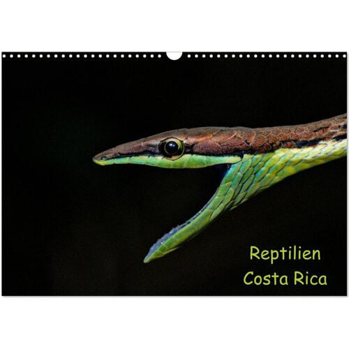 Calvendo Verlag Reptilien Costa Rica (Wandkalender 2024 Din A3 Quer) Calvendo Monatskalender