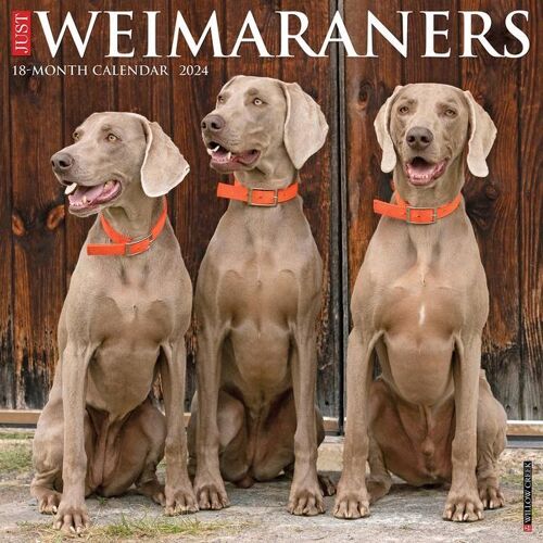 WILLOW CREEK PR Just Weimaraners 2024 12 X 12 Wall Calendar