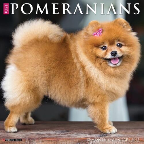 Willow Creek Press Just Pomeranians 2025 12 X 12 Wall Calendar