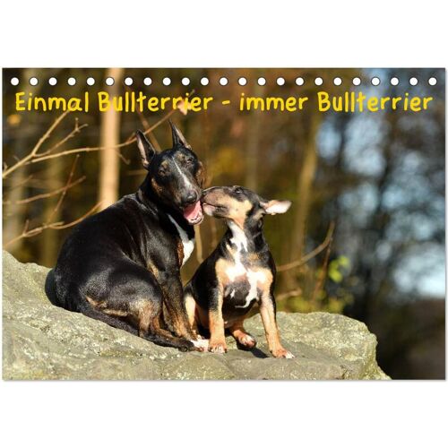 Einmal Bullterrier - Immer Bullterrier (Tischkalender 2025 Din A5 Quer) Calvendo Monatskalender