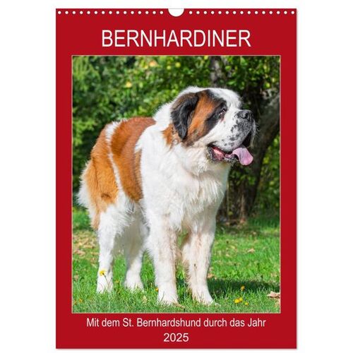 Bernhardiner - Mit Dem St. Bernhardshund Durch Das Jahr (Wandkalender 2025 Din A3 Hoch) Calvendo Monatskalender