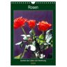 Rosen - Symbol Der Liebe Und Verehrung (Wandkalender 2024 Din A4 Hoch) Calvendo Monatskalender