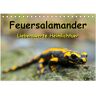 Feuersalamander - Liebenswerte Heimlichtuer (Tischkalender 2024 Din A5 Quer) Calvendo Monatskalender