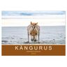 Kängurus Sprunghafte Gesellen (Wandkalender 2024 Din A2 Quer) Calvendo Monatskalender