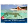 Schweine Im Dauerurlaub Auf Den Bahamas! (Wandkalender 2024 Din A2 Quer) Calvendo Monatskalender