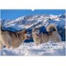 Alaskan Malamute In Seinem Element (Wandkalender 2024 Din A3 Quer) Calvendo Monatskalender