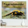 Calvendo Feuersalamander - Liebenswerte Heimlichtuer (Hochwertiger Premium Wandkalender 2024 Din A2 Quer) Kunstdruck In Hochglanz