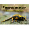 Feuersalamander - Liebenswerte Heimlichtuer (Wandkalender 2024 Din A2 Quer) Calvendo Monatskalender