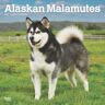 Browntrout Publishers Alaskan Malamutes 2025 12 X 24 Inch Monthly Square Wall Calendar Plastic-Free