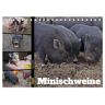 Faszination Minischweine (Tischkalender 2025 Din A5 Quer) Calvendo Monatskalender