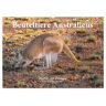 Beuteltiere Australiens (Wandkalender 2025 Din A2 Quer) Calvendo Monatskalender