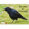 Das Leben Der Rabenvögel (Wandkalender 2025 Din A3 Quer) Calvendo Monatskalender