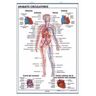 Edigol Ediciones, S.A. Aparato Respiratorio / Aparato Circulatorio