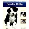 Hispano Europea Border Collie