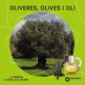 Oliveres, olives i oli