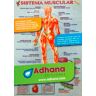 ADHAC Sistema muscular