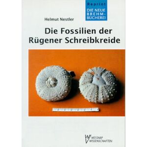 Fossilien D. Rügener ... Schreibkreide