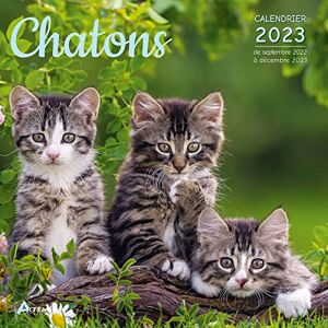 Artémis Calendrier Chatons 2023 - Publicité