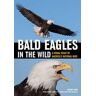 Bald Eagles In The Wild