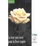 La rose sous serre pour la fleur coupée