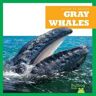 Eliza Leahy Gray Whales