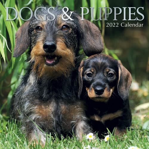 Produse noi 2022 Wall Calendar - Dogs & Puppies