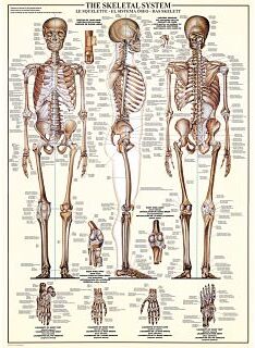 Eurographics The Skeletal System