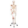 Esqueleto anatómico Leio: com ligamentos articulares e suporte de cinco patas com rodas