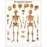 Lâmina de anatomia: Esqueleto humano