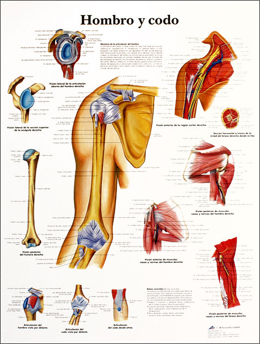 Lâmina de anatomia: Ombro e cotovelo