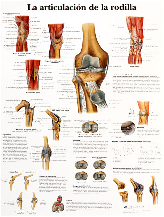 Lâmina de anatomia: Articulação do joelho