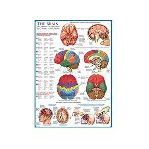 Eurographics Puzzles Science - The Brain - puzzle - 1000 pièces - Publicité