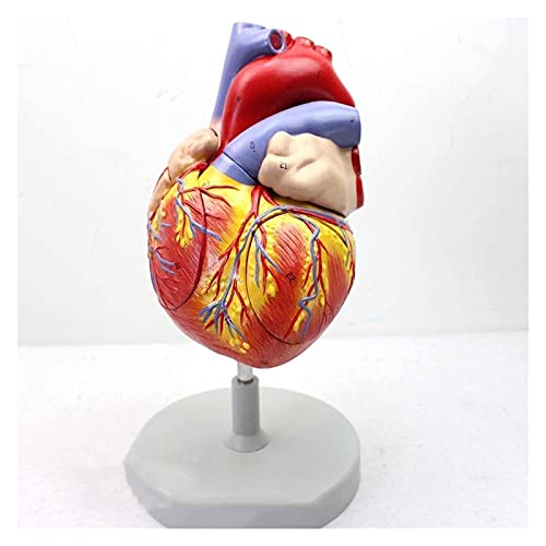 FLYIFE Wetenschappelijk onderzoek van het hart Anatomisch model van het menselijk hart voor organen Menselijke anatomie Wetenschapszaal (20 X 14 X 17cm)