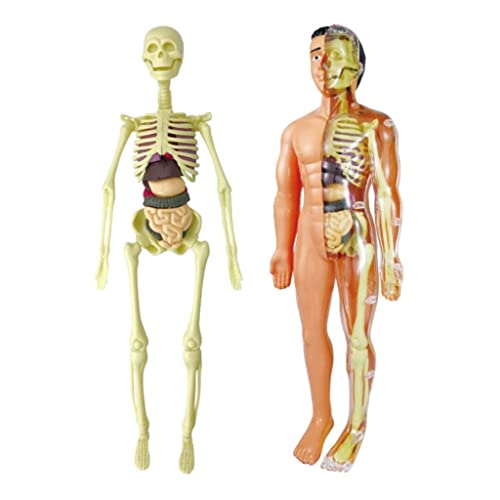 Adoorniequea Menselijke Anatomische Anatomie Skelet Model Onderwijs Display Anatomie Modellen, Anatomie-modellen