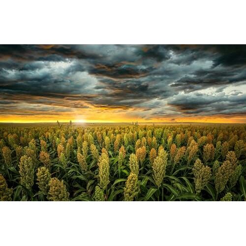 GUOHLOZ puzzel 1000 stukjes, puzzel voor volwassenen, puzzels voor landschappen, kwaliteit, Veld, Landschap, VS, Granen, Sorghum, Kansas, 75x50cm