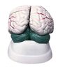 MMUNNA Orgel Model Menselijk Orgaan Hersenen Anatomie Model Hersenstam Hersenen Cerebellum Structuur Anatomie Model Voor Training Aid Anatomisch Model