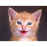 FRUKAT Decoupeerzagen 1000 stukjes voor volwassenen-Katje, gezicht, schreeuwen 70x50cm