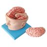 FLYIFE Medische Modellen, Menselijk Hersenen Anatomie Model Anatomisch Schedel Model met Hersenen Afneembare Hersenen Anatomisch Model met Digitaal Ontwerp