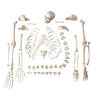 FLYIFE Menselijk Skelet Model, Menselijk Skelet Anatomie Model, Volwassen Losse Bot Medische Skelet Onderwijs Model Pvc Menselijk Bot Gratis Menselijk Skelet, voor Medische