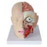 FLYIFE Educatief Model Menselijk Hoofd Anatomisch Model, Menselijk Hersenen Anatomisch Model, Hersenen Anatomie Model Hersenslagader Model, Medisch Menselijk Hoofd Hersenen model