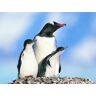 FRUKAT 500 Piece Jigsaw Puzzle for Adults & Kids Age 12 Years Up-Familie van pinguïns, vogels, pinguïns 52x38cm