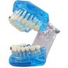 Generic Standaard tandenmodel Tanden onderwijsmodel Menselijk lichaamsmodel Orthodontie Demonstratiemodel Volwassen tanden Demonstratiemodel voortreffelijk (Color : 2 Pack) (1 Pack)