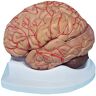 BENPCRD Anatomie Model, Educatief Model Menselijk Orgaan Anatomisch Model Hersenen Model, Medisch Anatomisch Hersenen Model, Natuur Grootte Menselijk Hersenen Anatomisch Model